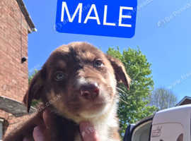 Working line collie/welsheepdog puppies