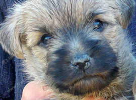 Cairn Terrier Pup