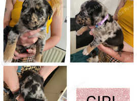 LABRAKITA CROSS ROTTWEILER