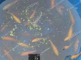 50 pond fish 3-10 inches £40 for all