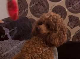 Red toy poodle for stud only