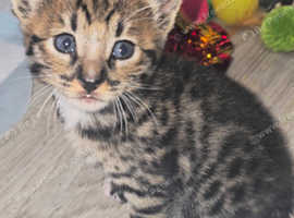 F5 SAVANNAH KITTENS. 2 LEFT