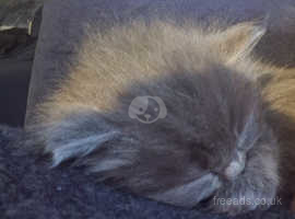 Stunning longhaired female grey kitten