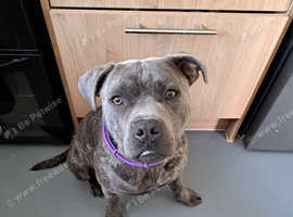 Henry needs a loving home