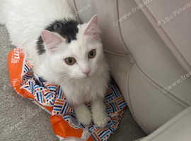 Turkish Angora