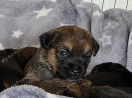 Border Terrier pups