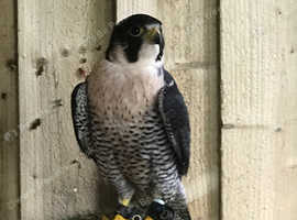 Birds of Prey for sale Freeads