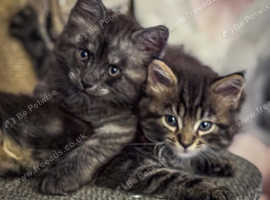 Full breed Mainecoon kittens 2 boys available ready next weekend