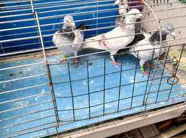 Pigeones for sale in London hackney