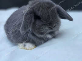Mini lop doe Blue Mantle