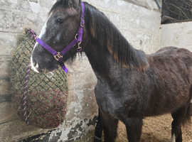 Beautiful yearling filly