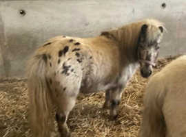 WANTED British spotted pony society registered female