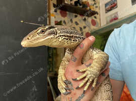 Argus monitor lizard 3years old