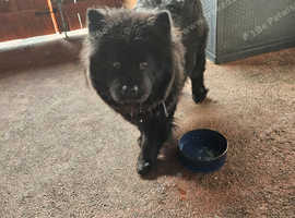Adult female Chow
