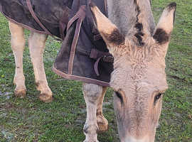 Donkey Jack