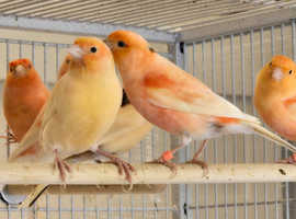 Beautiful healthy canaries and finches for sale in Manchester