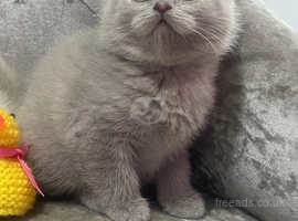 Lilac Bsh female kittens for sale