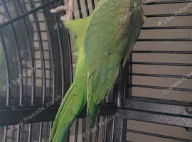 Indian Ringneck and Cage
