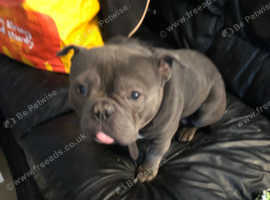 Exotic bully puppies outlet for sale near me