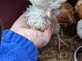 2 Polish chicks unsexed