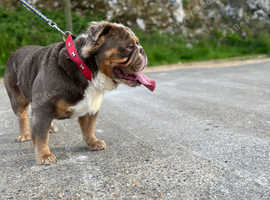 Fluffy English Bulldog For Stud