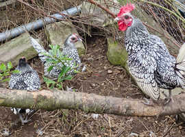 Silver Sebright hatching eggs x 6 - £15 inc postage