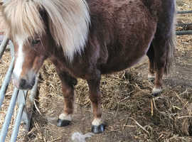 Just turned 15 year old 30" mini shetland mare