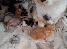 Ragdolls