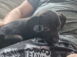 Labrador staffy best sale cross for sale