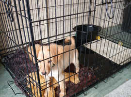 Last little boy puppy cockerpoo 3 months old