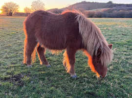 Beautiful miniature shetland filly