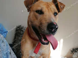 Staffy cross sheep dog
