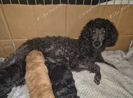 3 miniature poodle boys