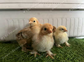 Pekin pure bred chicks