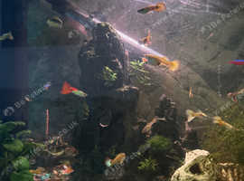 Mixed colours male and female guppies