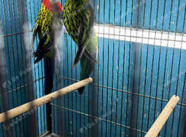 Golden rosella pair Glasgow