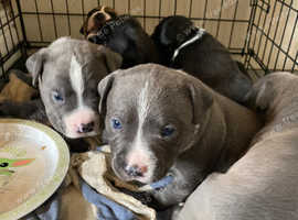 Pocket bull cross staffie
