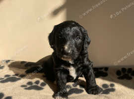 Miniature F1 cockapoo puppies READY NOW!