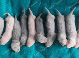 Part Angora Ferrets Kits