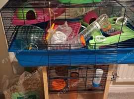 Giant hamster / rodent home