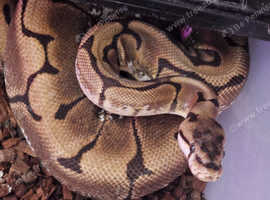 Multiple royal pythons to go