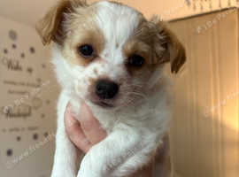 5 Beautiful Jack Russell/Chihuahua Puppies