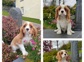 Super litter of blenheim and tri cavalier pups from KC health tested parents