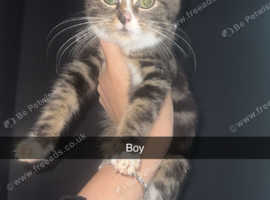 3 beautiful male kittens looking for a forever home...