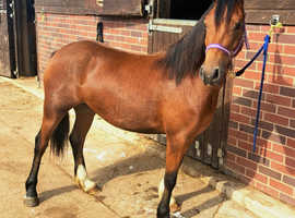 Lovely 3yr Welsh Section C Filly