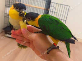 Black head caiques