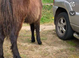 Cob/welsh d