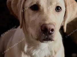 Beautiful 6 Month Old Labrador Female