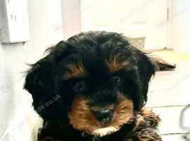 Henley cavapoo hot sale