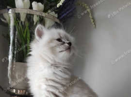 6 tica reg beautiful Ragdoll kittens for sale
